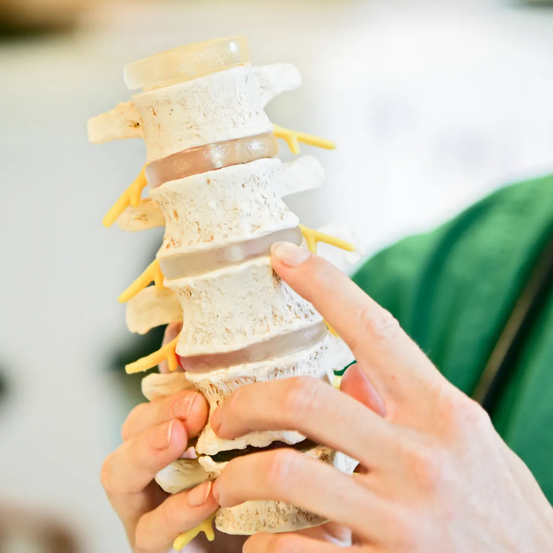 Chiropractor with spine